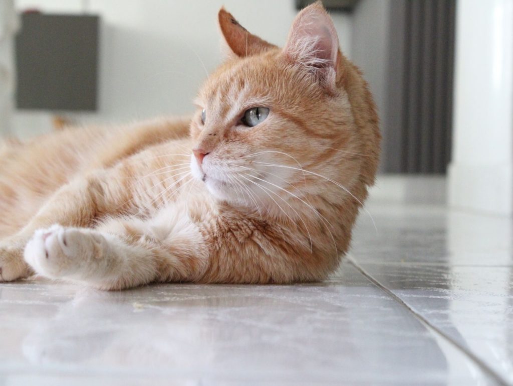 A serene ginger cat lounging on a shiny indoor floor in Medellín, Colombia.