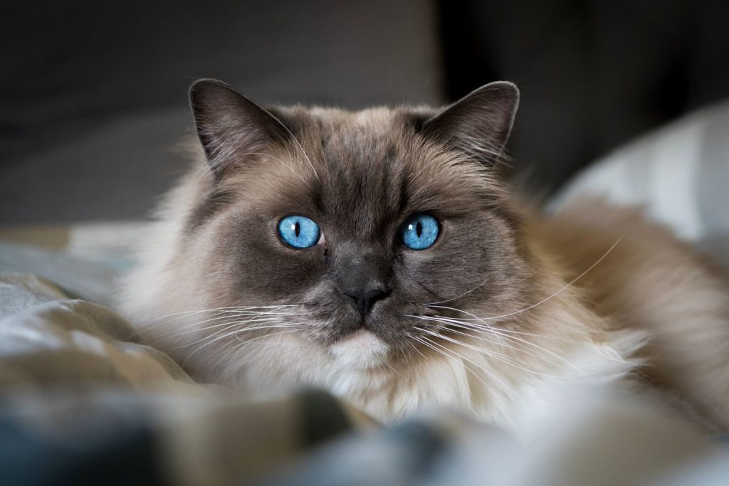 Adorable Ragdoll cat with striking blue eyes resting indoors on a cozy blanket.