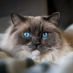Adorable Ragdoll cat with striking blue eyes resting indoors on a cozy blanket.