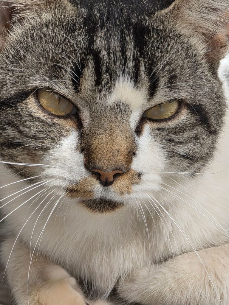 Detailed close-up of a tabby cat's face showcasing its striking eyes.