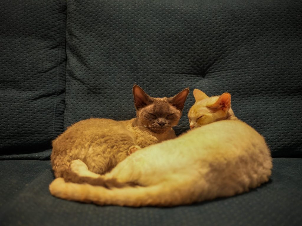 Adorable Devon Rex cats cuddling asleep on a cozy couch, exuding warmth and tranquility.