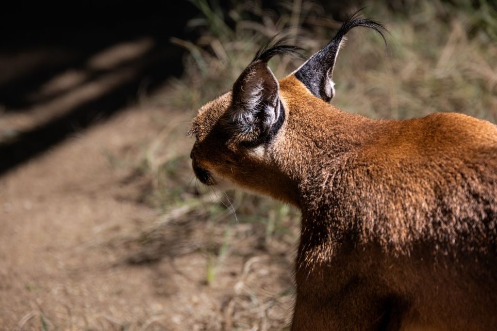 A caracal standing outdoors, showcasing unique tufted ears and fur in bright sunlight.