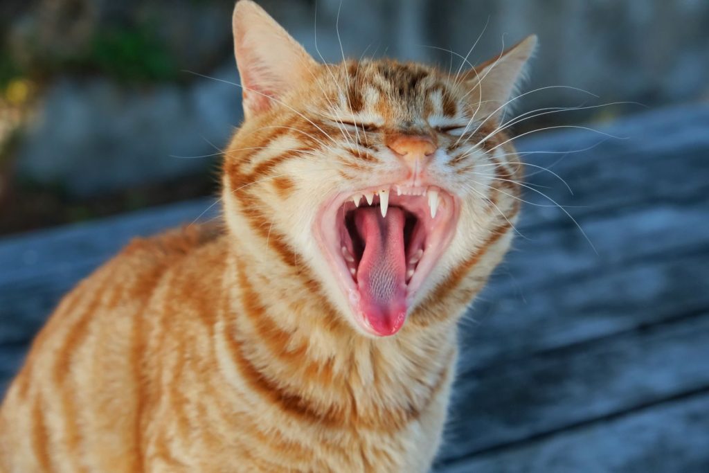 Close-up of a yawning ginger cat showing its teeth on a wooden surface.