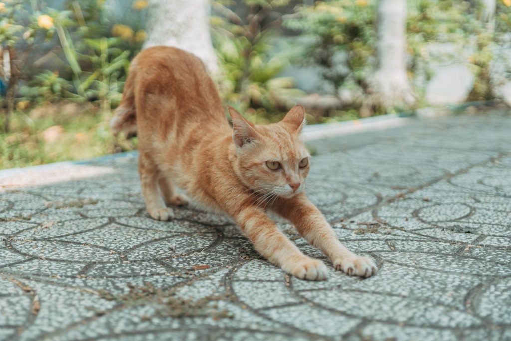 A ginger cat stretching on a patterned walkway surrounded by greenery on a sunny day.