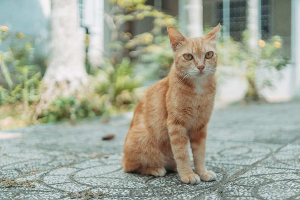 A ginger cat sits on patterned pavement with a blurred garden backdrop.