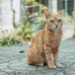 A ginger cat sits on patterned pavement with a blurred garden backdrop.