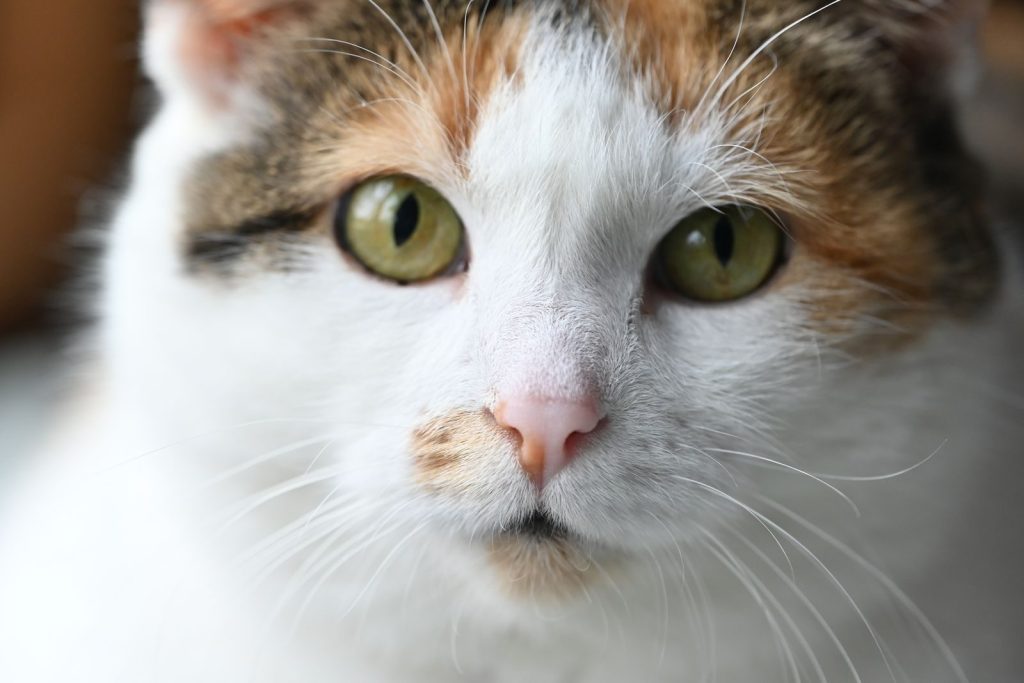 Detailed close-up of a calico cat with green eyes and a curious expression.