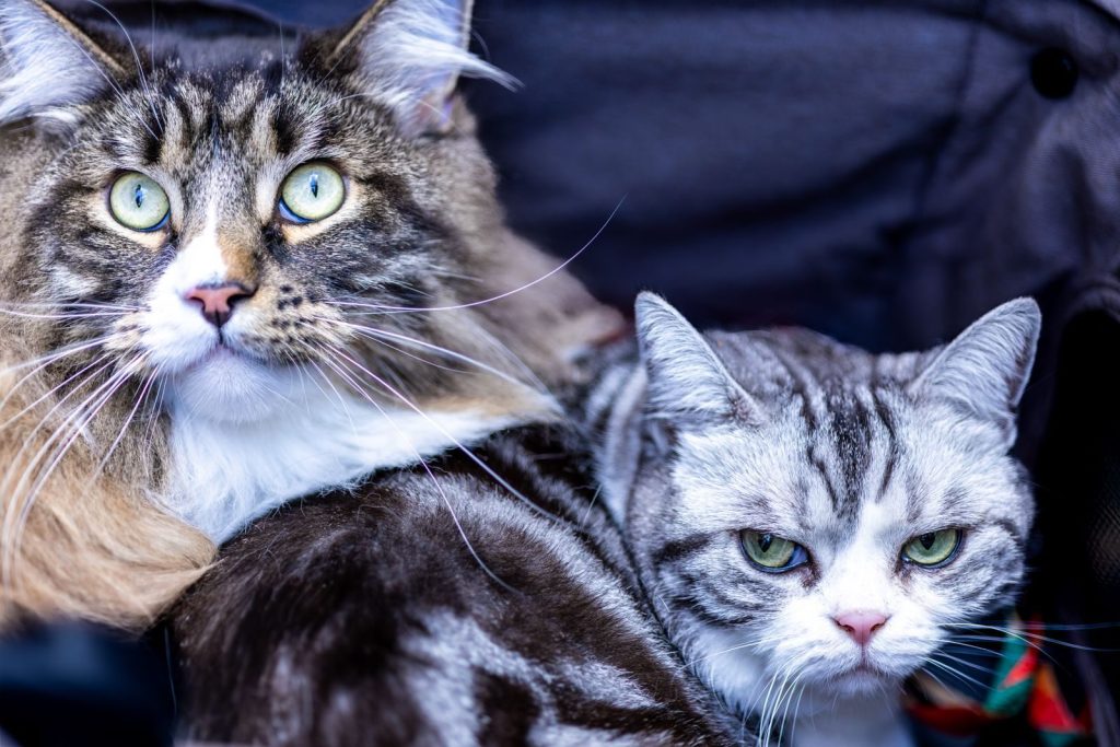 Charming close-up of a Maine Coon and a Shorthair cat with striking green eyes, showcasing feline expressions.