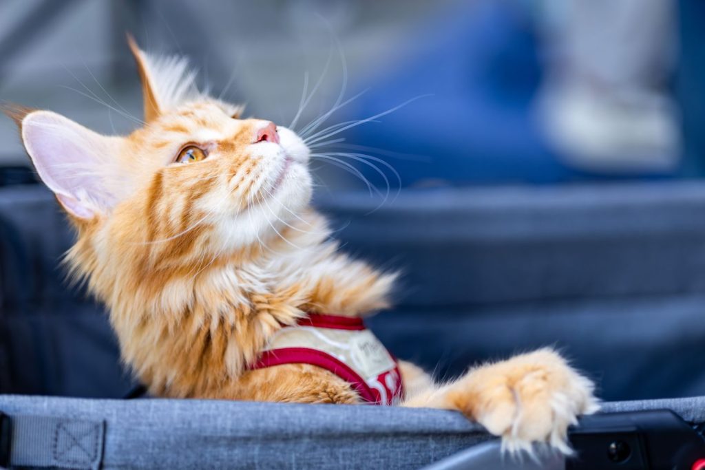 Cute Maine Coon cat with ginger fur in a stroller looking up, enjoying a pleasant outdoor day.