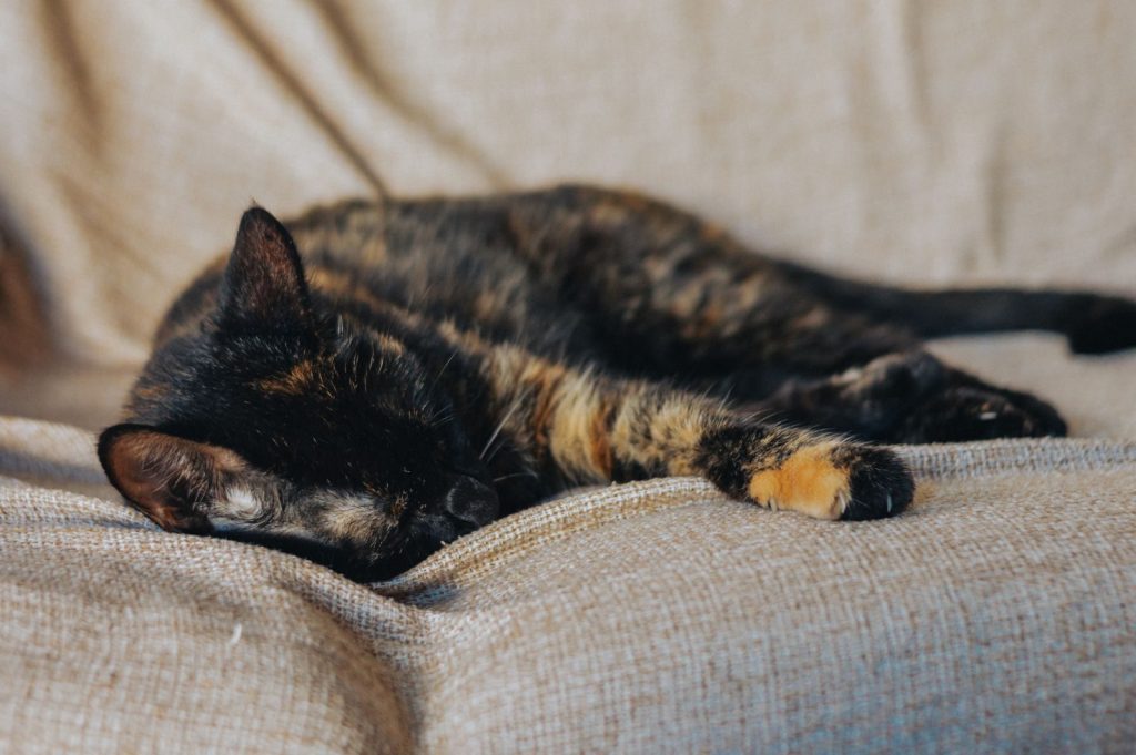 A tortoiseshell cat naps comfortably on a cozy beige sofa indoors.