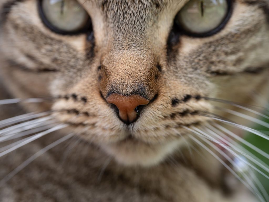 Macro shot of a tabby cat's face, highlighting its nose and whiskers.