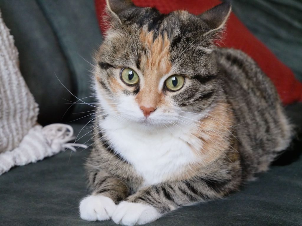 A detailed close-up of a calico cat resting indoors on a couch.