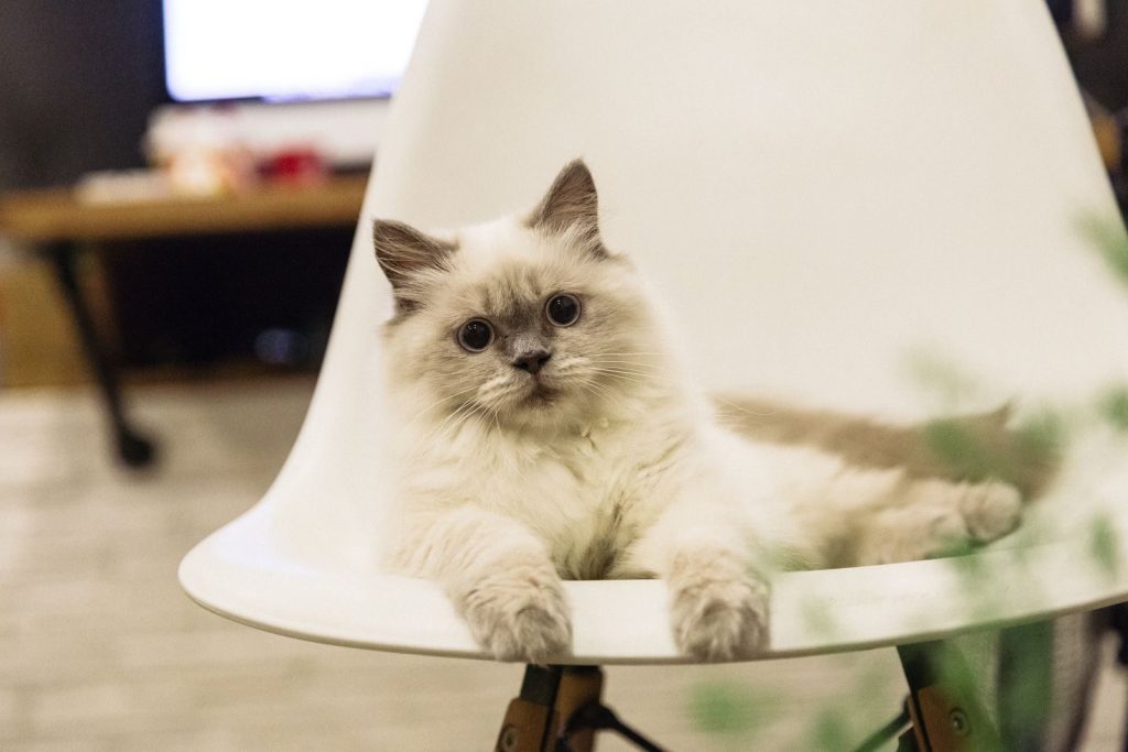 Cute ragdoll cat lounging comfortably on a modern white chair indoors.