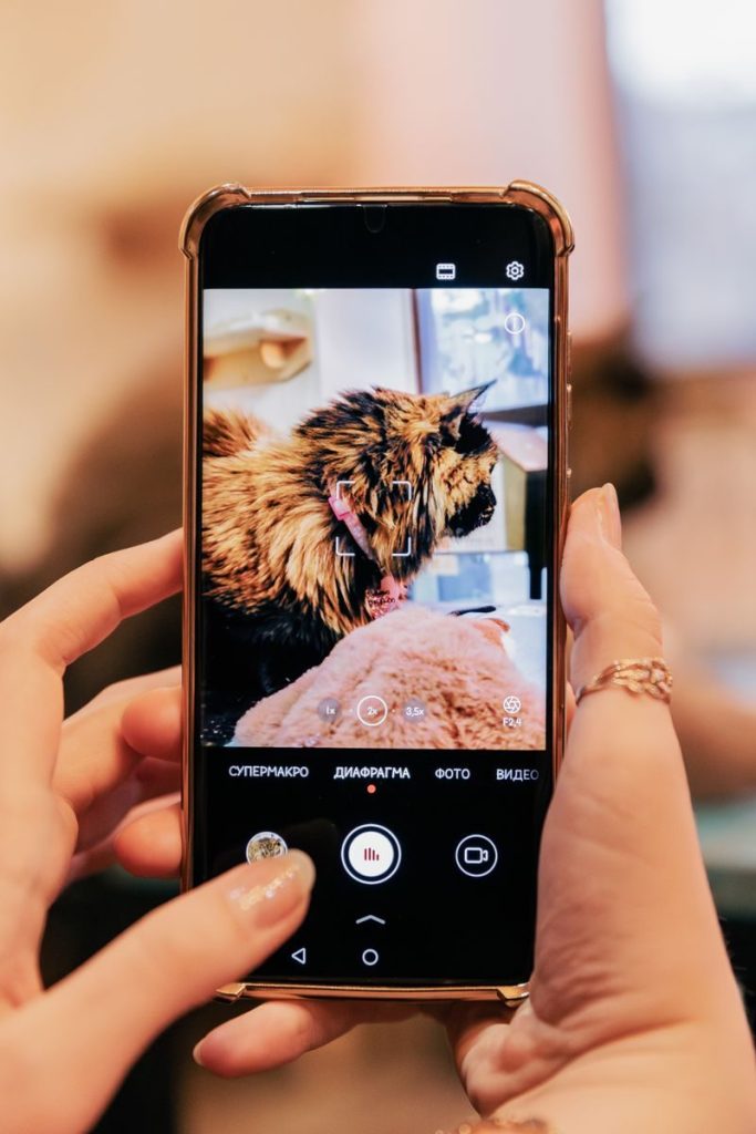 Person photographing a fluffy cat using a smartphone indoors.