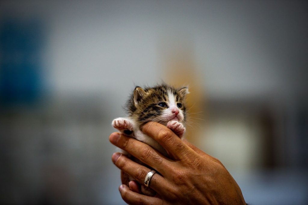A tiny, adorable tabby kitten being gently held in human hands, against a blurred indoor background.