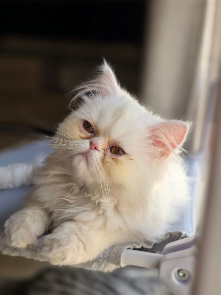 Close-up of a fluffy white Persian cat lounging indoors, showing its beautiful fur and relaxed demeanor.