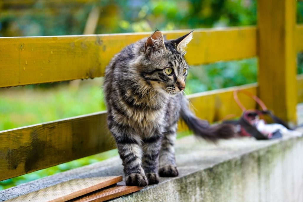 A Maine Coon cat with a fluffy coat perched on a wooden fence, looking inquisitively into the distance.