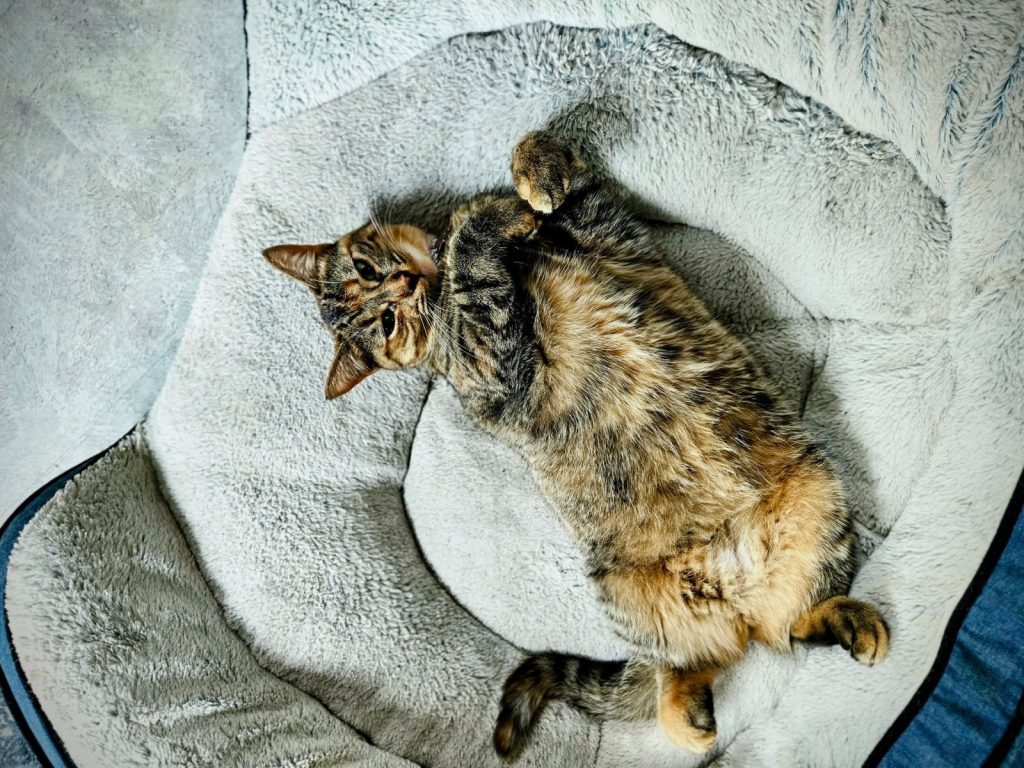 A tabby cat lying comfortably on a plush, gray blanket indoors.