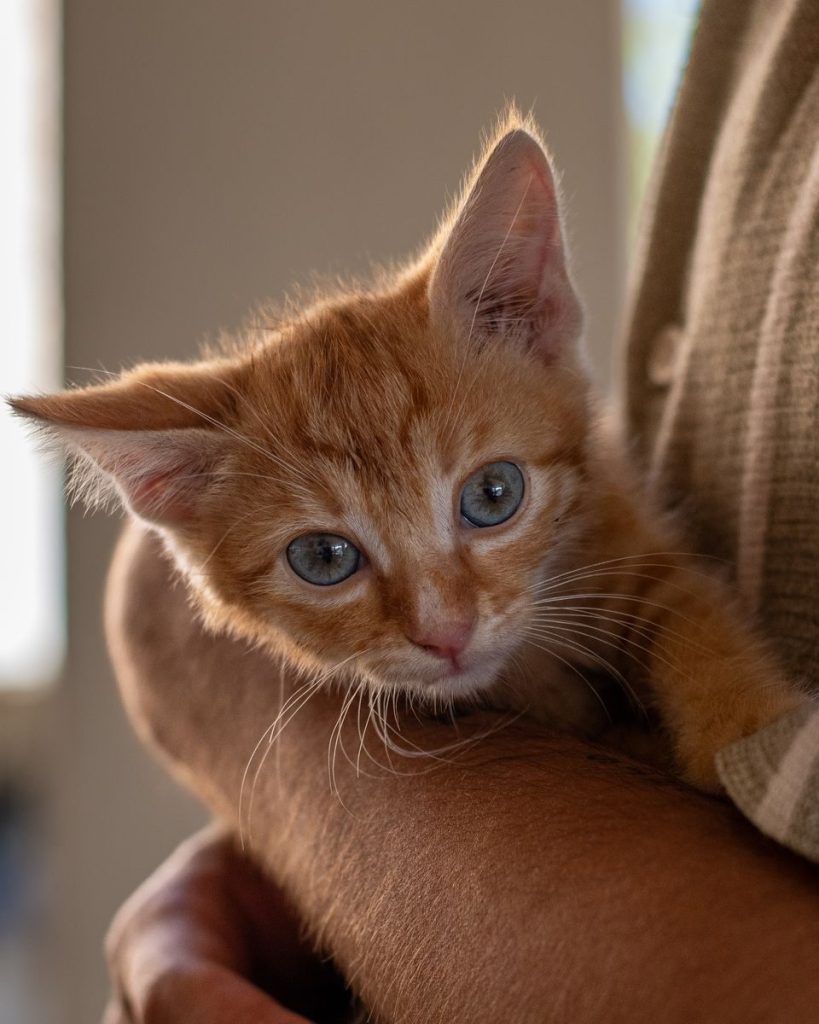 A cute ginger kitten with blue eyes gently held in a person's arms, indoors.