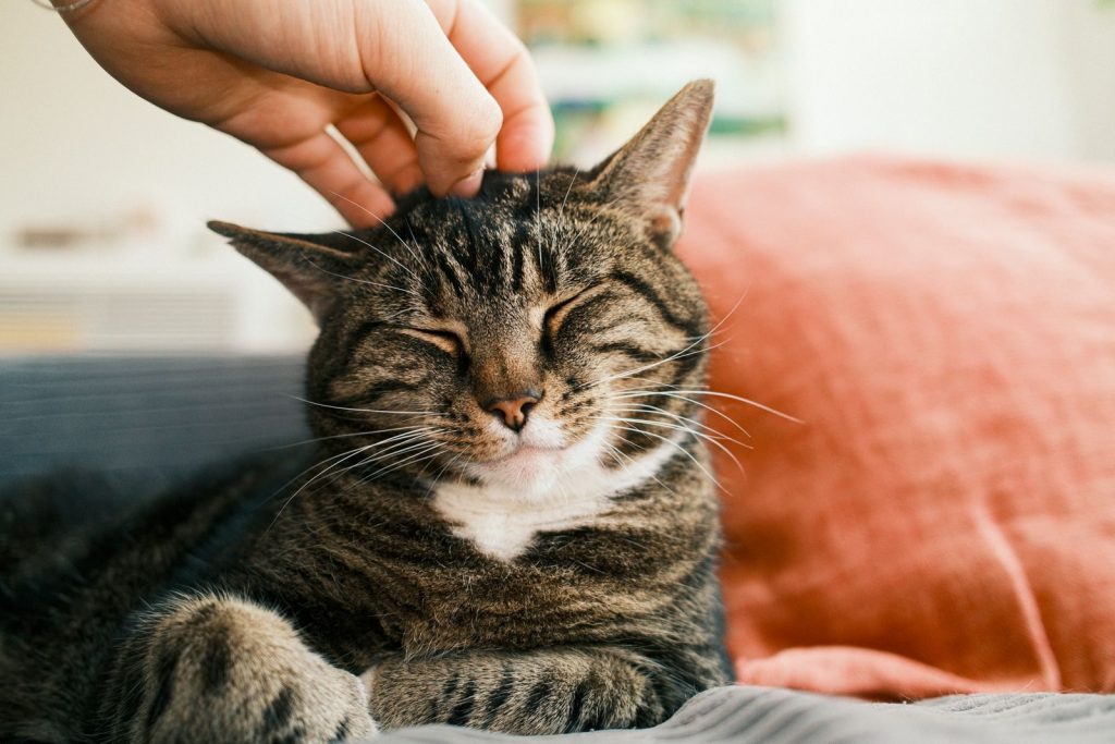 A relaxed tabby cat enjoying a gentle head scratch indoors on a cozy setting.