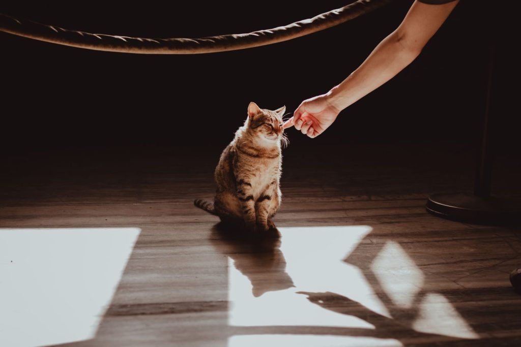 A serene moment as a tabby cat enjoys a tender touch in a sunlit room, casting soft shadows on the floor.
