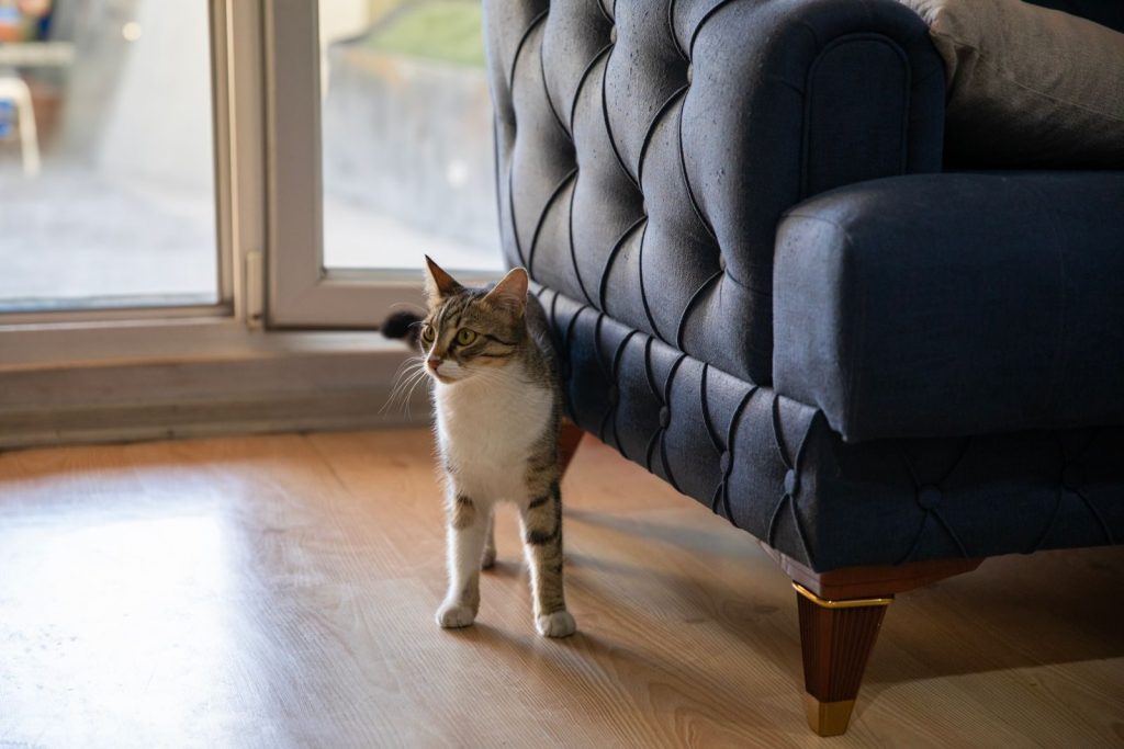 A tabby cat curiously explores a living room with contemporary furniture and soft lighting.