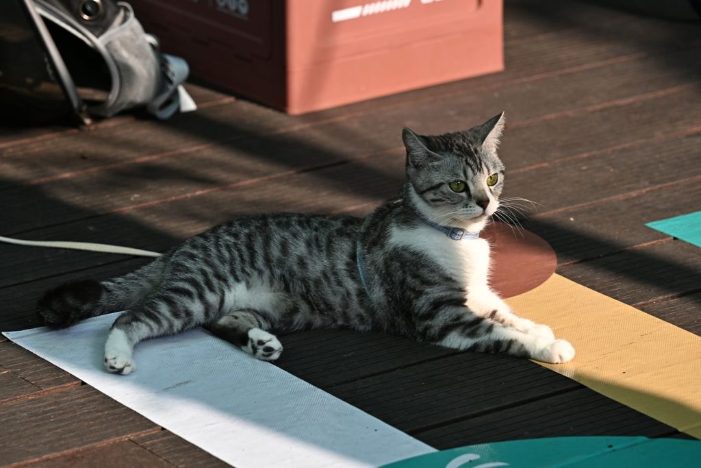A calm tabby cat with green eyes lying on a colorful mat, basking in sunlight.