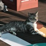 A calm tabby cat with green eyes lying on a colorful mat, basking in sunlight.