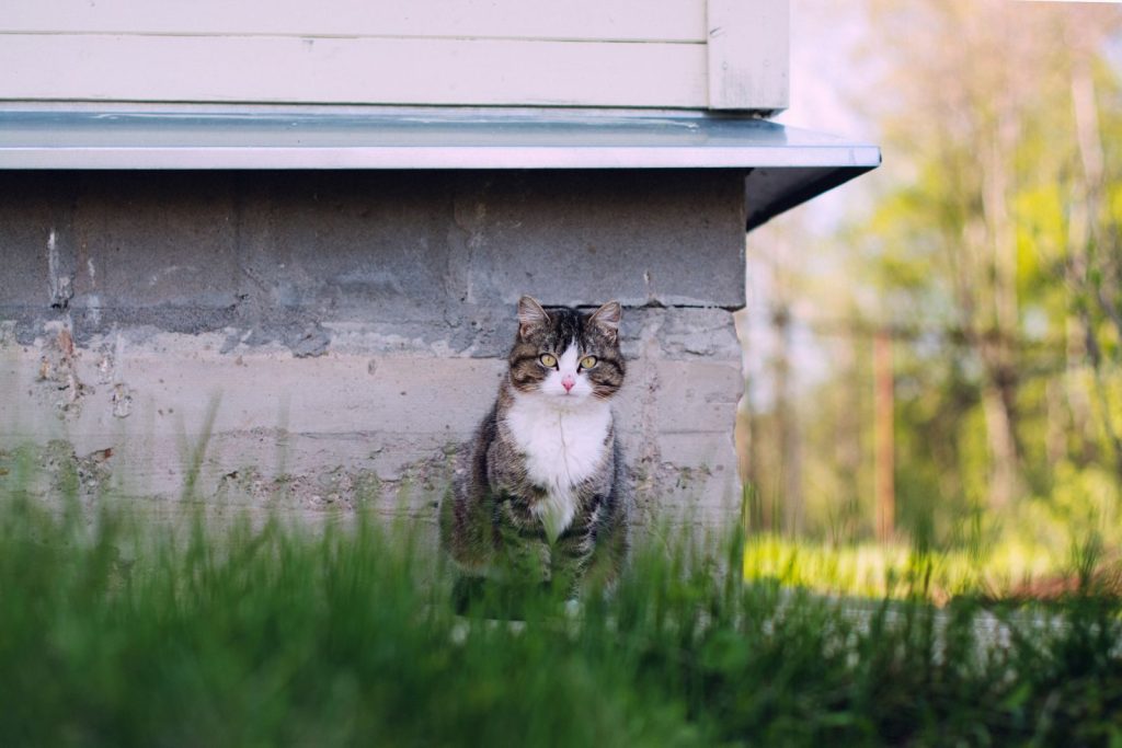 Charming tabby cat sitting near a wall surrounded by lush green grass in a peaceful outdoor setting.