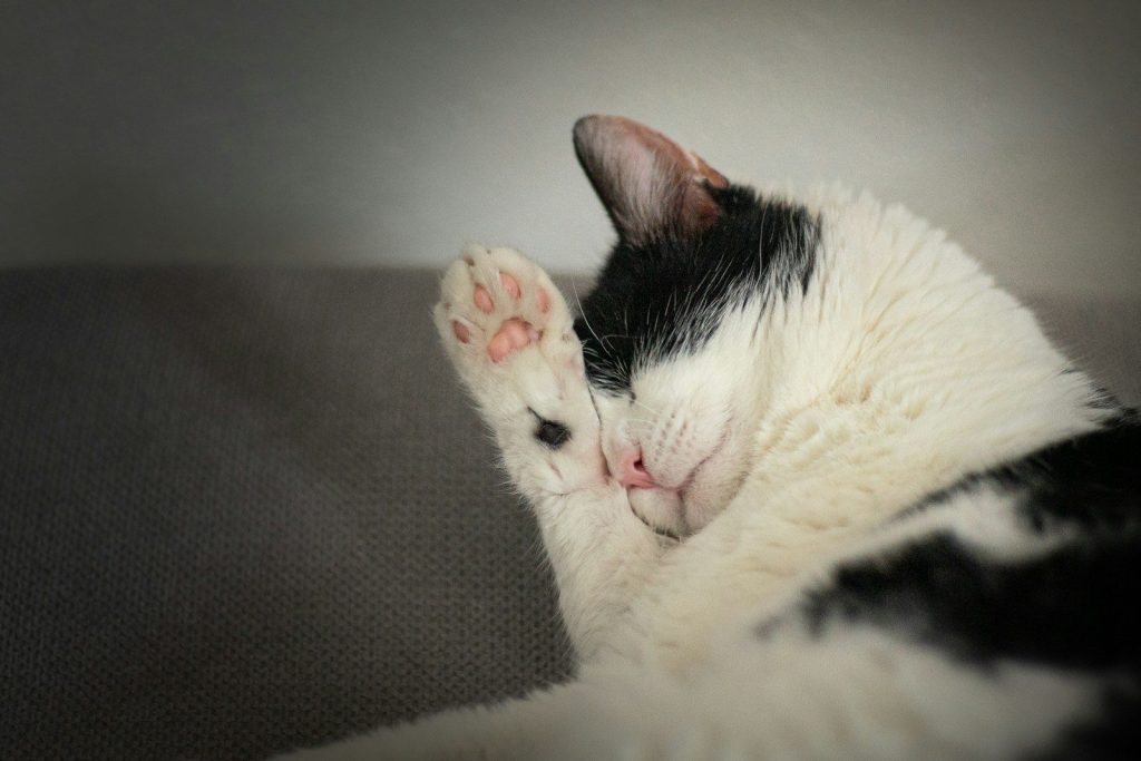 a black and white cat laying on top of a couch