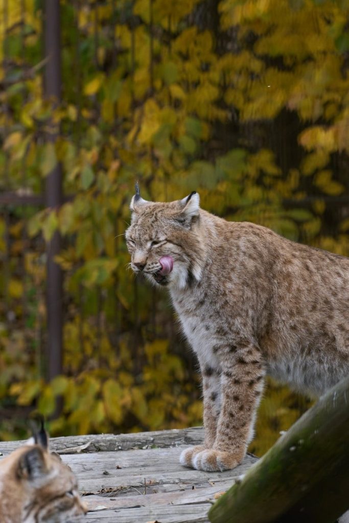 a cat licking a tree