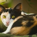 A calico cat with yellow eyes rests on camouflage fabric.