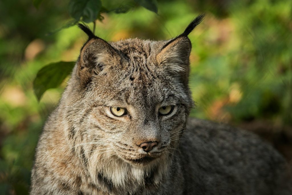 A close up of a cat with a bush in the background