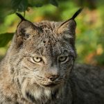 A close up of a cat with a bush in the background