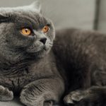 macro photography of grey cat