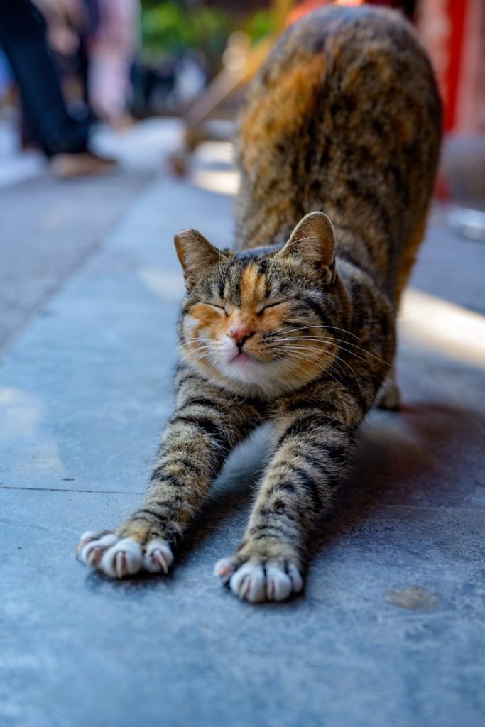 A tabby cat stretches its body on the ground.