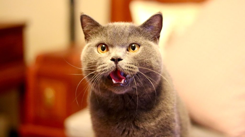 russian blue cat on white table