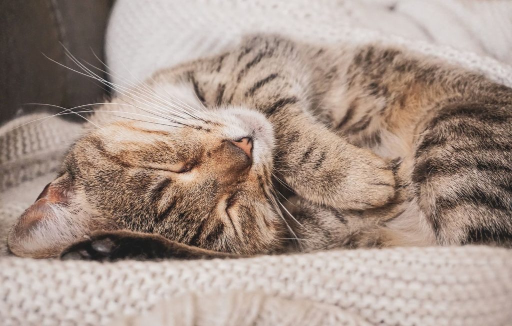 Cute fluffy cat sleeping peacefully on soft knitted blanket on sofa at home