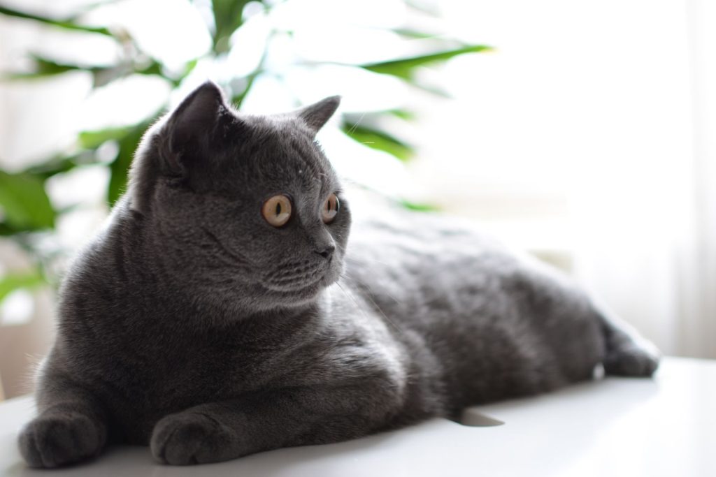 A cute British Shorthair cat lies indoors on a surface, surrounded by greenery.