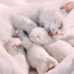 A serene close-up of a white cat cuddling with her kittens, exuding warmth and comfort.