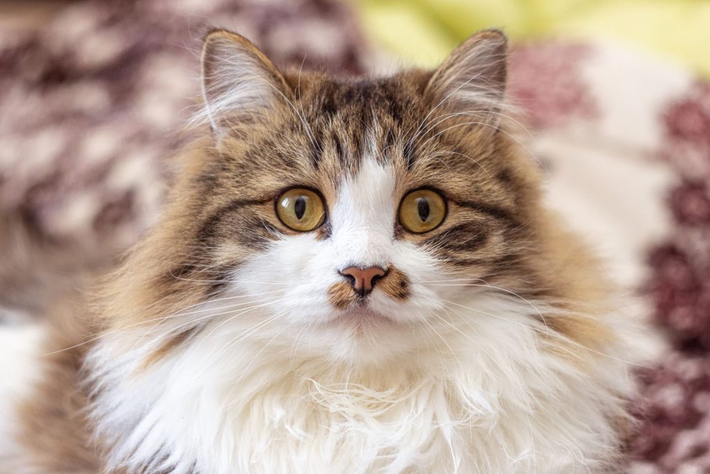 Adorable fluffy white and brown tabby cat sitting on bed and looking at camera