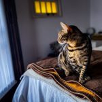 Curious Bengal cat looking at window while sitting on soft bed in cozy bedroom