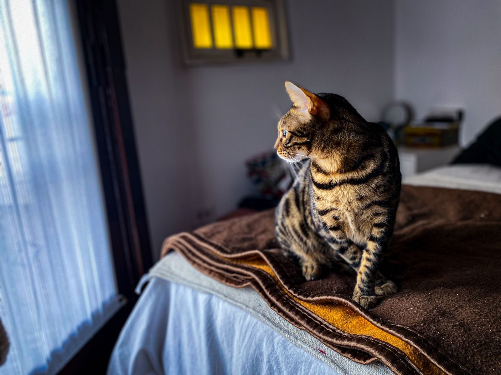 Curious Bengal cat looking at window while sitting on soft bed in cozy bedroom