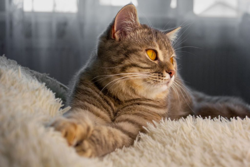 Close-up of a tabby cat lounging on a fuzzy blanket with soft lighting indoors.