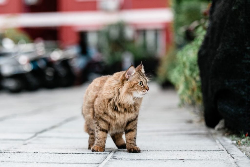 A fluffy tabby cat walking along a paved path. Perfect for pet lovers.