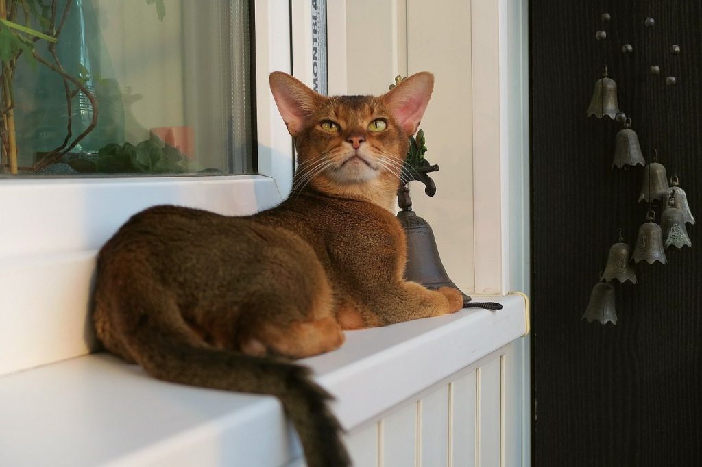 cats, abyssinian cat, abyssinian breed, kittens, abyssinian kittens, pet, cat, abyssinian, abi, animal, abyssinians, kitten