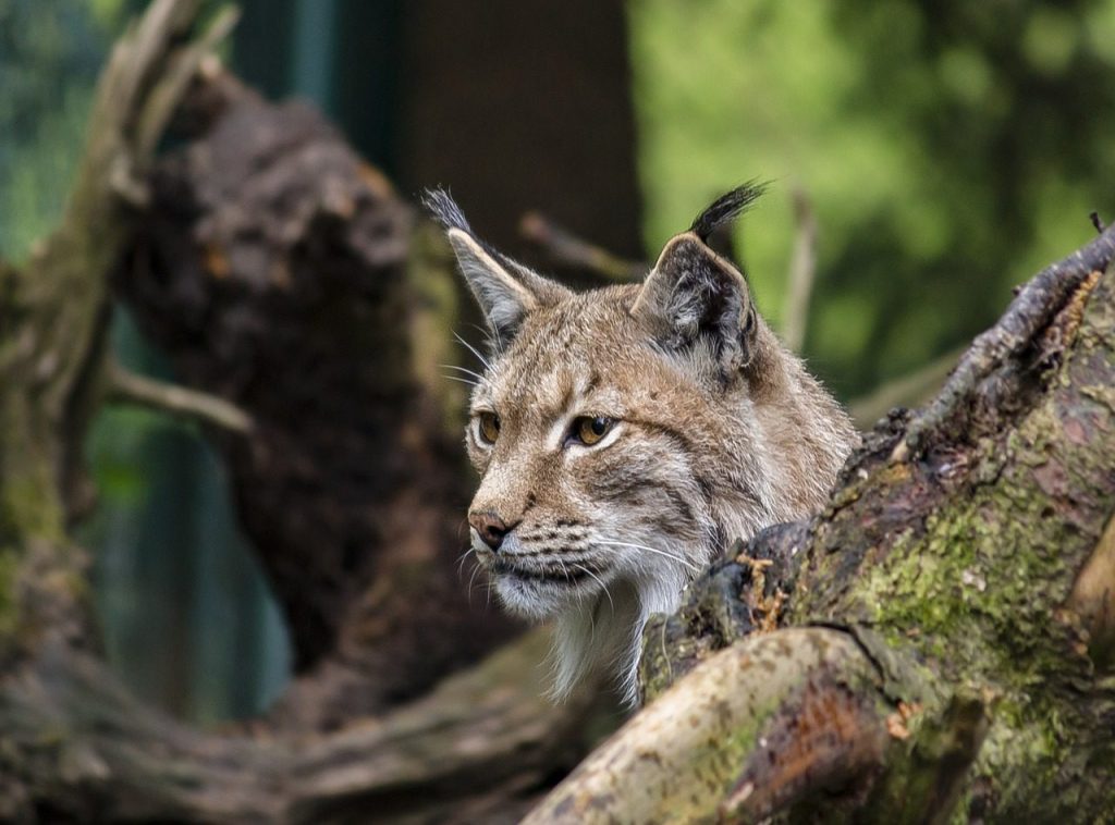 lynx, nature, cat, pet, animal, wild