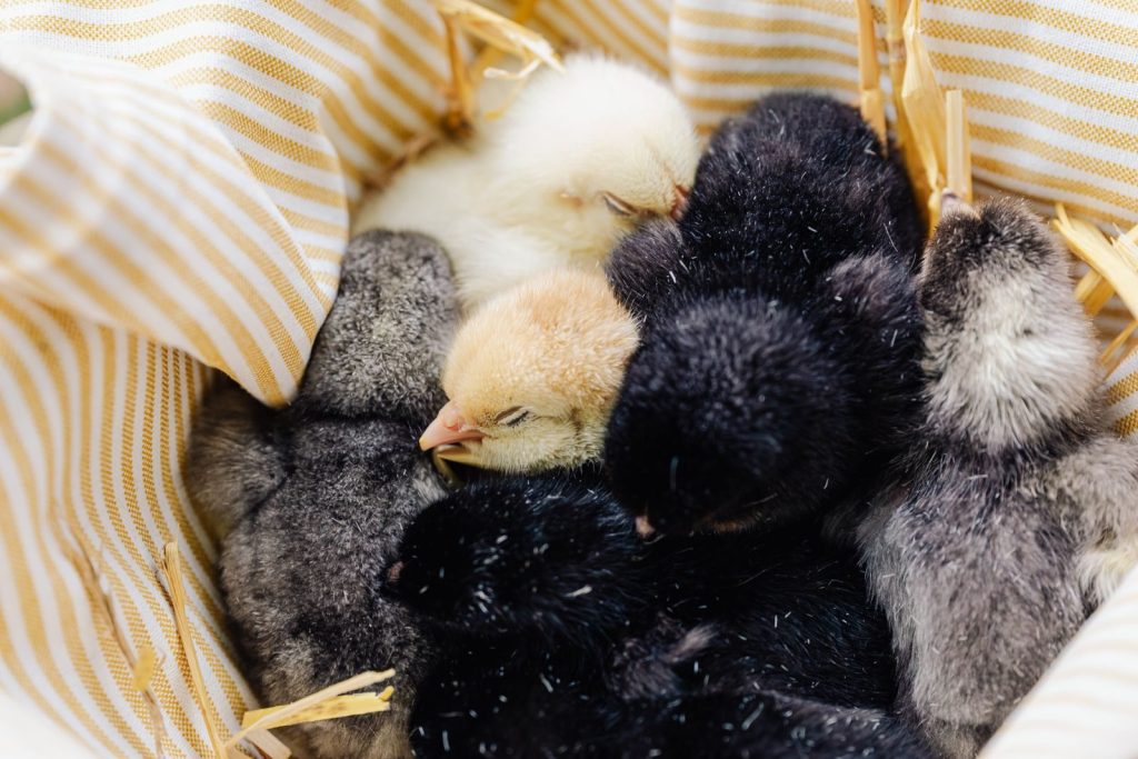 Adorable group of baby chicks snuggling in a basket, showcasing warmth and comfort.