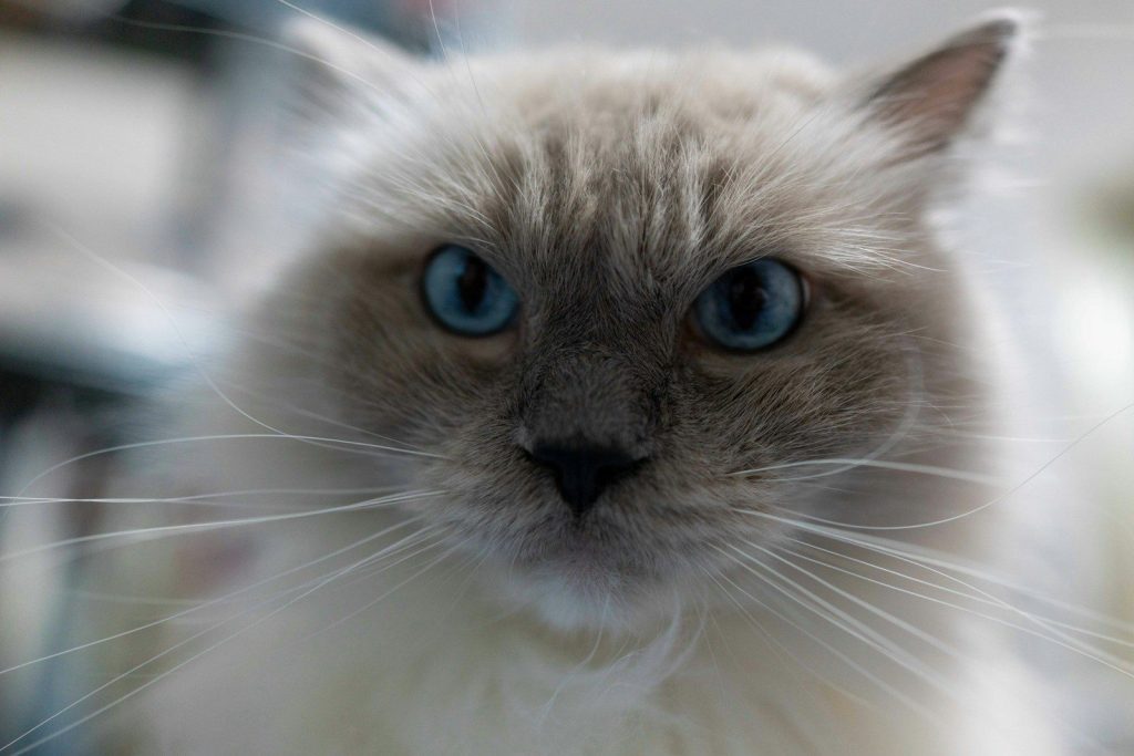 A fluffy cat with striking blue eyes