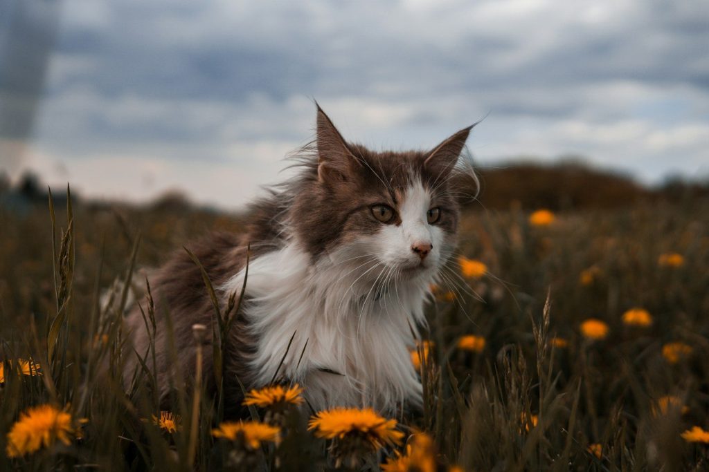 white and black long fur cat on green grass field during daytime